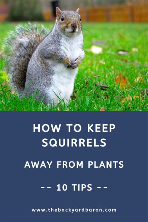 How To Keep Squirrels Away From Plants The Backyard Baron