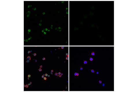 KLF2 E7K8Y Rabbit MAb Cell Signaling Technology