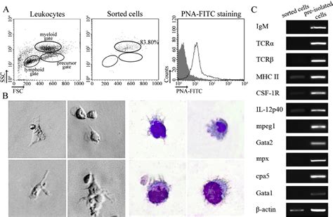 Figure From Characterization Of Surface Phenotypic Molecules Of