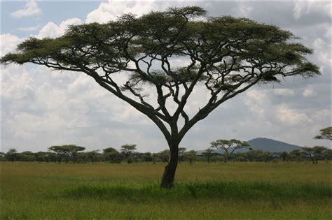 Flowers Land: Acacia