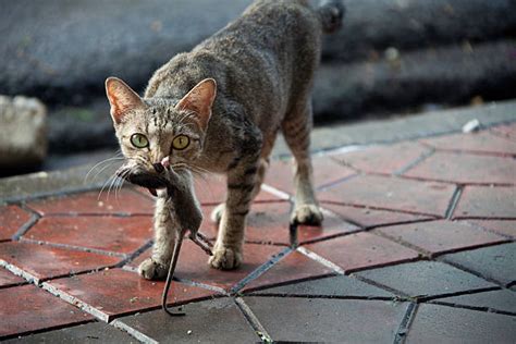 Cat Chasing Mouse Stock Photos Pictures And Royalty Free Images Istock