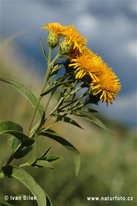 German Inula Photos, German Inula Images, Nature Wildlife Pictures ...