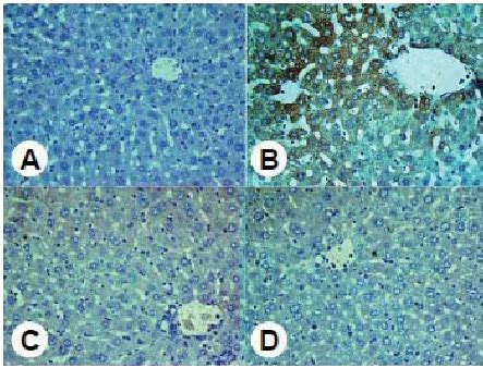 Inos Immunohistochemistry Of Liver A Control Rat Negligible Inos