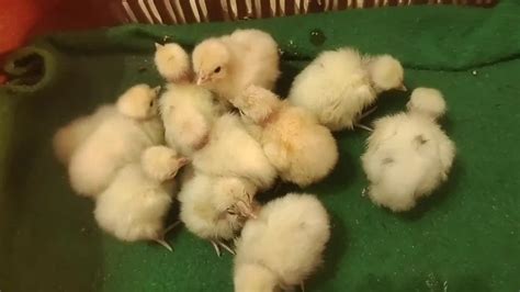 White Naked Neck Day Old Chicks At Rs Piece In Lucknow Id