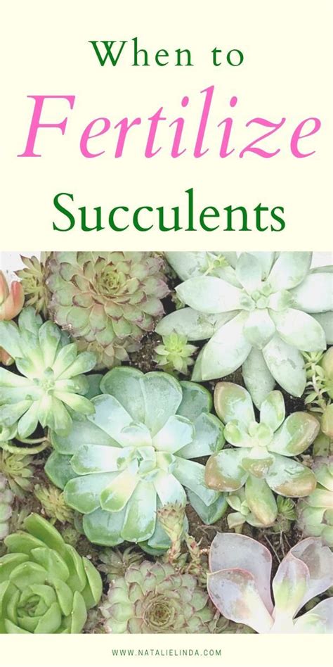 How To Fertilize Succulents Natalie Linda Succulent Garden Diy