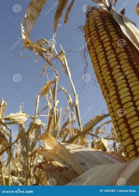 Dry Corn Stock Photo Image Of Plants Blue Corn Farmland 1462582