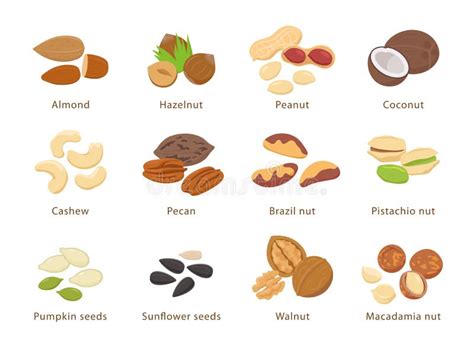 Nuts And Seeds In Flat Design Vector Set Of Illustrations Collection