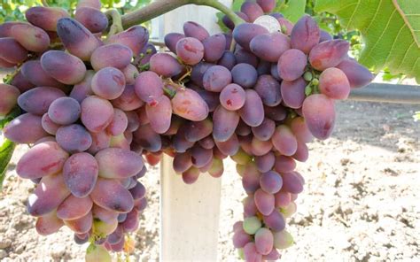 Виноград "Красотка": описание сорта, фото, отзывы