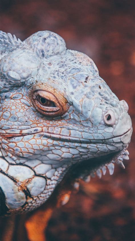 Scales Animals List At James Allen Blog