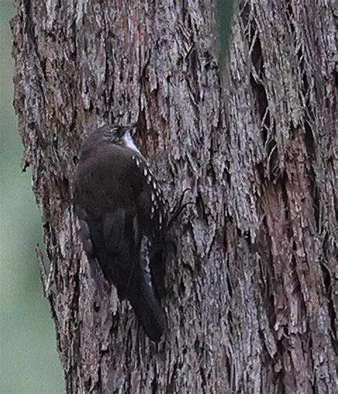 White Throated Treecreeper From Gembrook VIC 3783 Australia On March