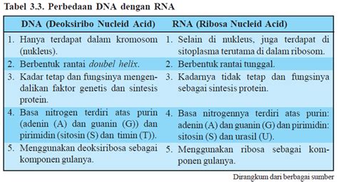 Dna Dan Rna Definisi Struktur Fungsi Dan Perbedaan —