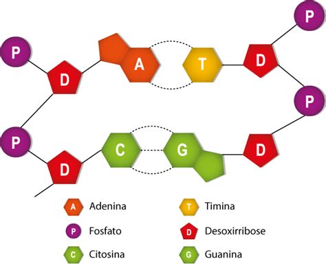 Nucleotídeo E Nucleosídeo - Nucleotídeo: o que é, função, ácidos nucleicos - Brasil Escola