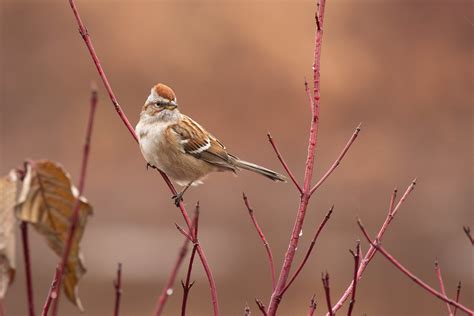 Bruant Hudsonien American Tree Sparrow Karim Bouzidi Idrissi Flickr