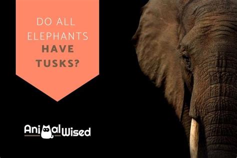 Do All Elephants Have Tusks African And Asian Elephants