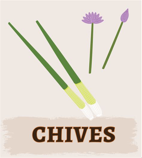 Chives - RIO GRANDE COMMUNITY FARM