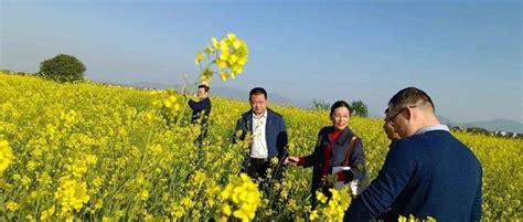 省统计局农业处赴新余督导核查冬油菜种植面积情况周永钧杨建萍种植