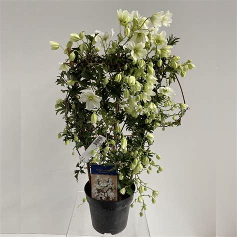 Avalanche Evergreen Clematis Clematis x cartmanii 'Blaaval' | Clematis ...