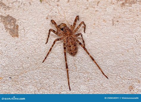 Adult Wandering Spider Stock Image Image Of Arachnida