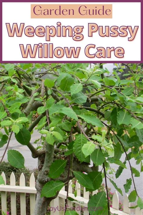 Weeping Pussy Willow A Salix Caprea Pendula Care Guide