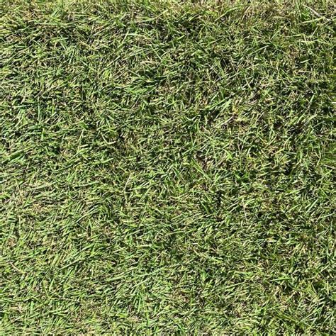 Zeon® Zoysia Winstead Turf Farms