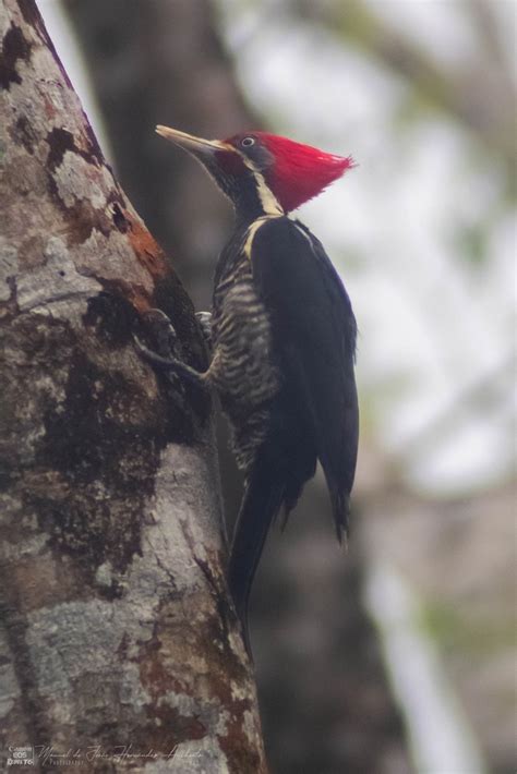 Lineated Woodpecker From Nueva Esperanza Palenque Chis M Xico