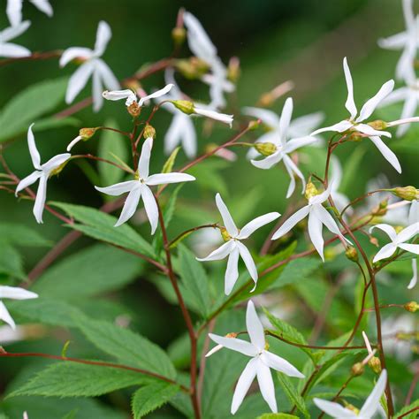 Store Gillenia Trifoliata Bowmans Root Ontario Native Plant