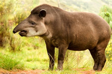 What Animals Live In South America Worldatlas