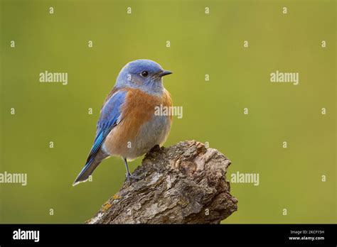 Western Bluebird (Sialia mexicana) portrait Sacramento County