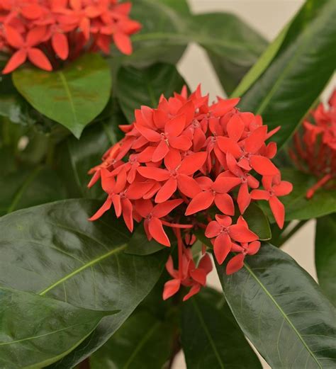 Plants With Flowers Of Only One Colour Names In Kerala - Infoupdate.org