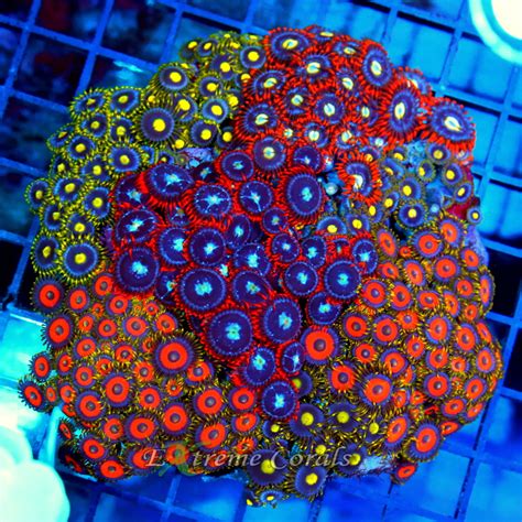 Vibrant Zoanthids Adding Color And Life To Your Reef Tank