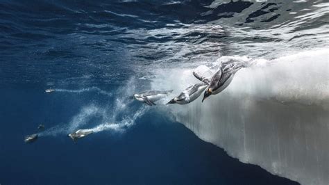 The Need For A Network Of Marine Protected Areas In The Southern Ocean The Pew Charitable Trusts