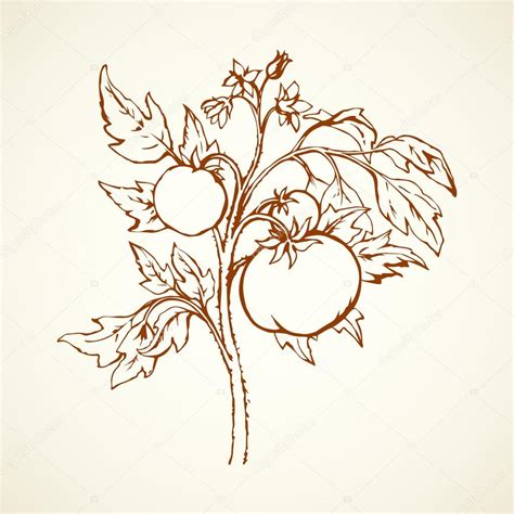 Tomato Plant Drawing At Getdrawings Free Download