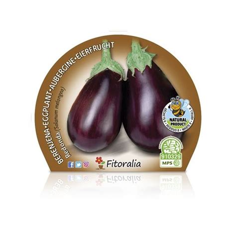 Runde Aubergine Topf 10 5 cm Ø Germigarden