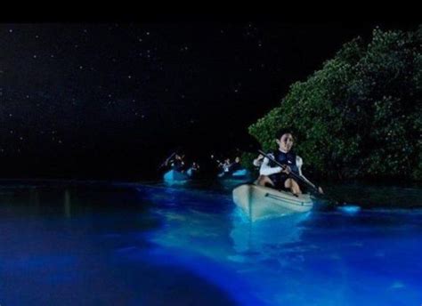 An Ocean Full Of Stars The Brilliance Of Bioluminescence The Costa