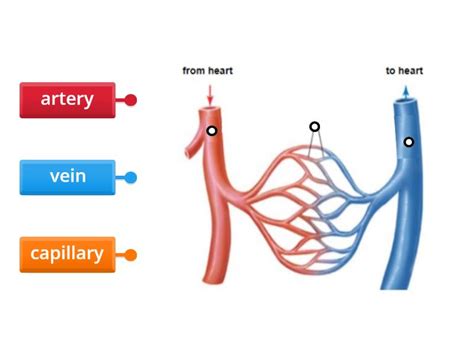 blood vessels labelled diagram