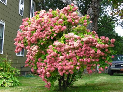 Гортензия метельчатая (Hydrangea paniculata): описание и фото | блог ...