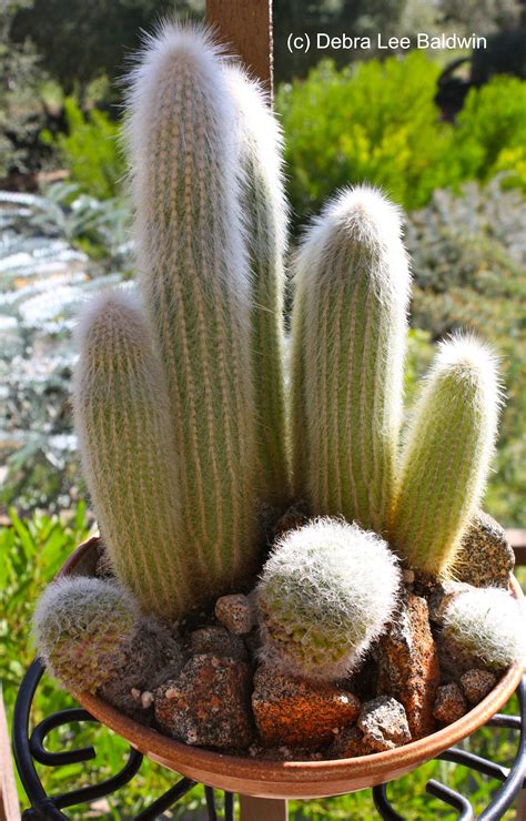 Cleistocactus strausii | Cactus plants, Cacti and succulents, Plants