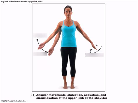 Anatomy & Physiology Chapter 8: Synovial Joint Movements - Upper Limb Adduction, Abduction, and ...