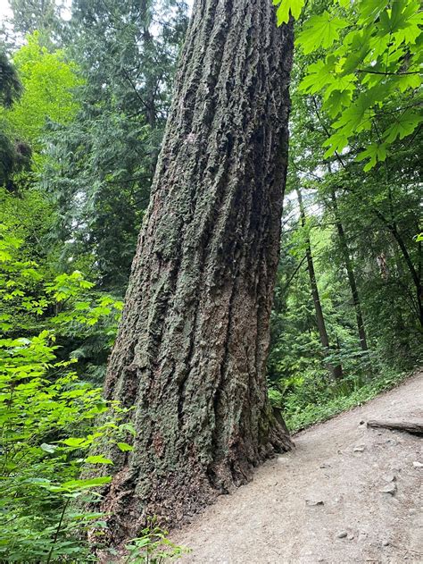 Shoreline Area News Our Monumental Douglas Fir Trees In Shoreline