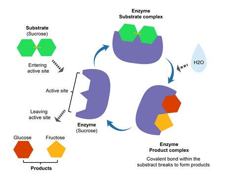 Enzymes Diagram
