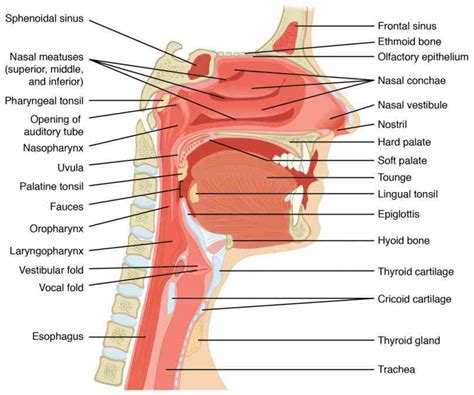 Anatomy Of Trachea And Esophagus | MedicineBTG.com