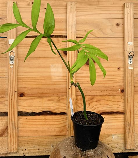Monstera subpinnata – Brian's Botanicals