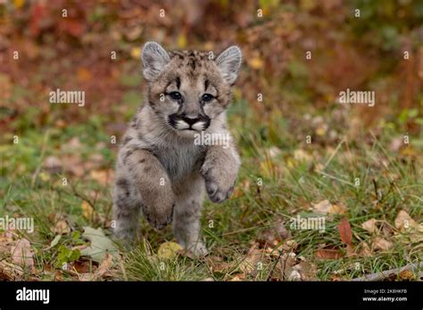 Baby Puma