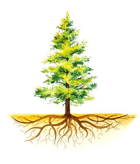 10,000+ Pine Tree Roots Stock Photos, Pictures & Royalty-Free Images ...