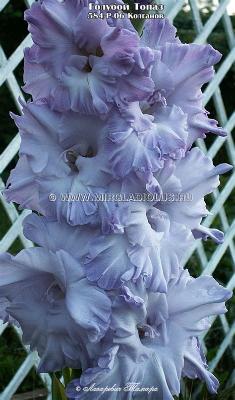 Гладиолус Голубой Топаз mirgladiolus.ru © Лазаревич Тамара МИР ГЛАДИОЛУСОВ
