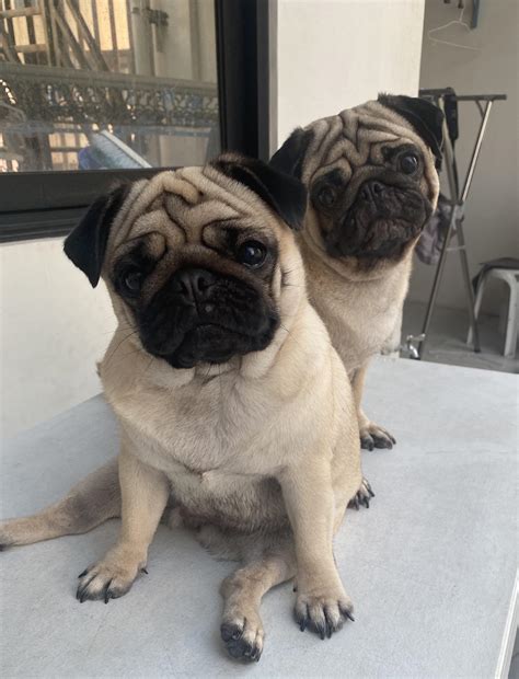 My pug is sunbathing : r/pugs