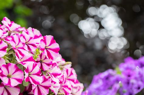 Petunia ,Surprise Burgundy Star’ – Bild kaufen – 14052800 ...