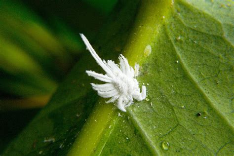 Guide to Getting Rid of Mealybugs in Australia | Ultimate Backyard