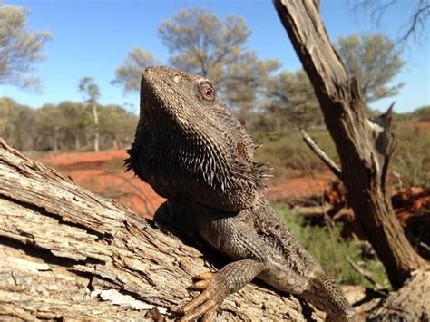Extreme Heat Triggers Sex Change In Lizards Ecowatch