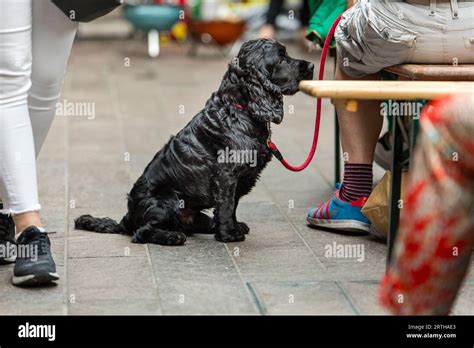 Dogs Waiting With Their Owners Stock Photo Alamy